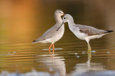 Genel yeşillik - gölde tringa nebularia