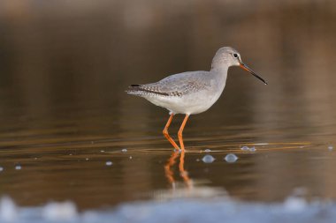 Spotted redshank - Tringa erythropus shorebird