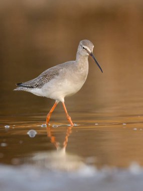 Spotted redshank - Tringa erythropus shorebird