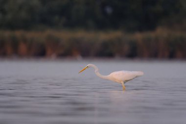 Sudaki büyük balıkçıl