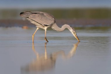 Grey heron fishing in the water
