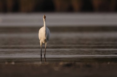 Sudaki büyük balıkçıl