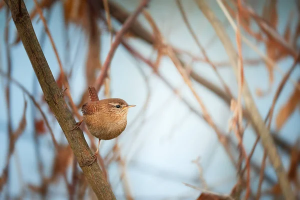 Eurasian Wren Troglodytes Troglodytes Branch — Fotografia de Stock