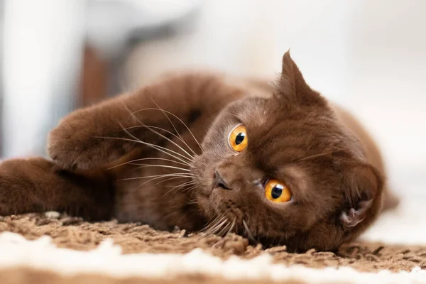 Purebred British Shorthair Cat Indoor Portrait — Stock Photo, Image