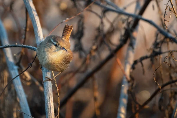 Eurasian Wren Troglodytes Troglodytes Στο Υποκατάστημα — Φωτογραφία Αρχείου