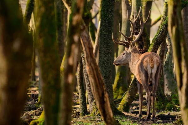 Red Deer Cervus Elaphus Buck Forest — Stockfoto