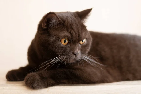 Крытый Портрет Чистокровной Британской Короткошёрстной Кошки — стоковое фото