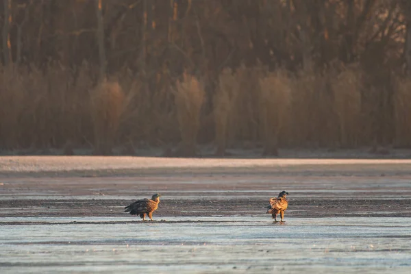 White Tailed Eagle Winter Lake — Stockfoto