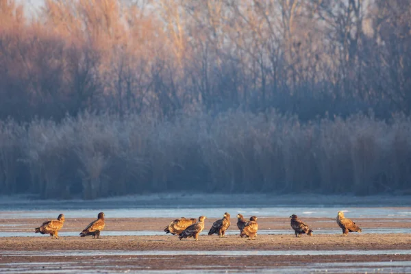 Group White Tailed Eagle Lake — Stock Fotó