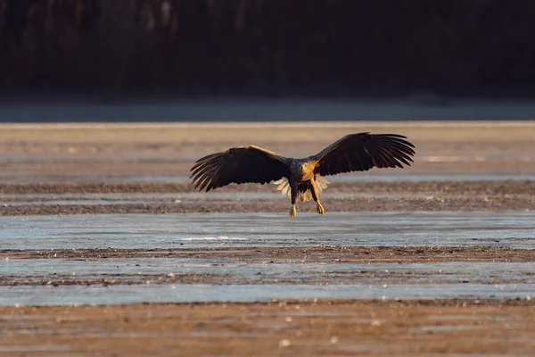 White Tailed Eagle Flying Lake — Stockfoto