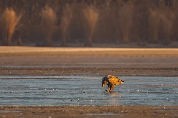 White Tailed Eagle Winter Lake — стоковое фото