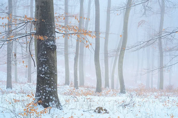 Landscape Photo Winter Snowy Forest — Fotografia de Stock