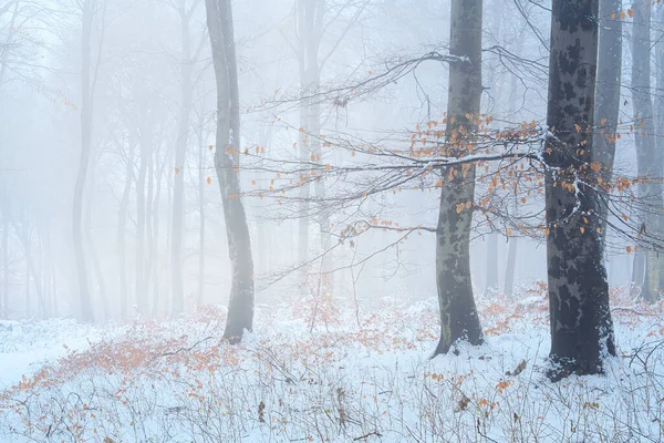 Landscape Photo Winter Snowy Forest — Stok fotoğraf