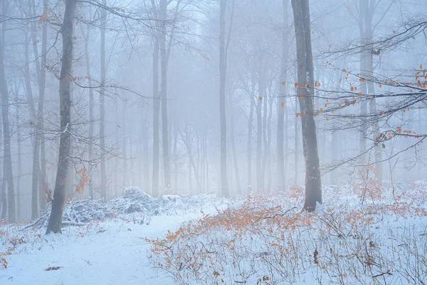 Landscape Photo Winter Snowy Forest — Stock fotografie