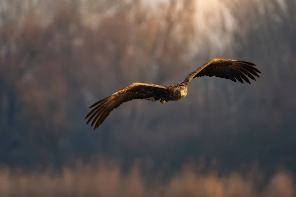 White Tailed Eagle Flying Lake — Φωτογραφία Αρχείου