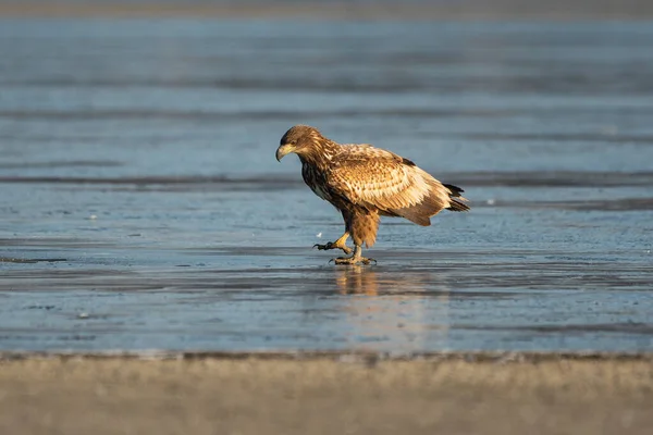 White Tailed Eagle Winter Lake — Stock fotografie