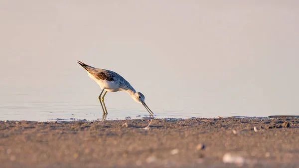 Common Greenshank Tringa Nebularia Lake — Stockfoto