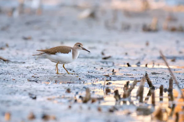 Common Sandpiper Actitis Hypoleucos Small Shorebird — Stock Photo, Image