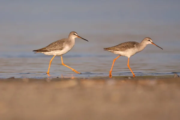 Spotted Redshank Tringa Erythropus Shorebird — Stock Fotó