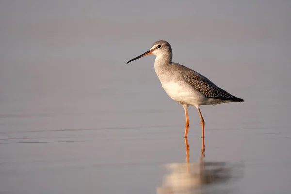 Spotted Redshank Tringa Erythropus Shorebird — Zdjęcie stockowe