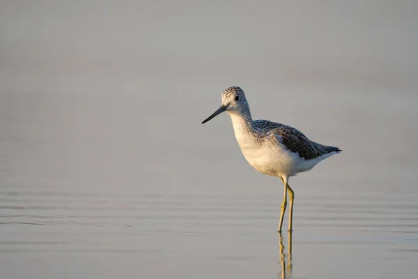 Common Greenshank Tringa Nebularia Lake — Zdjęcie stockowe