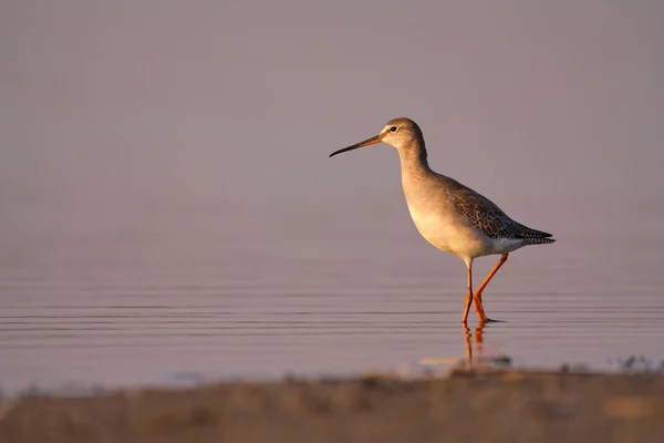 Spotted Redshank Tringa Erythropus Shorebird — Zdjęcie stockowe