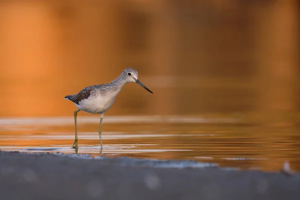 Greenshank Comum Tringa Nebulária Lago — Fotografia de Stock