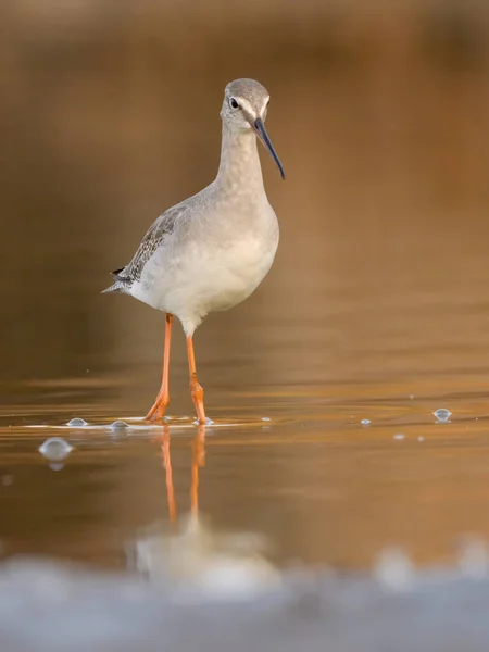 Spotted Redshank Tringa Erythropus Shorebird — Fotografia de Stock