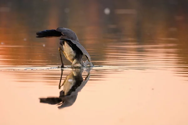 水の中の灰色のサギ釣り — ストック写真