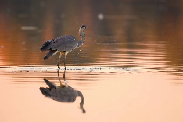 Grey Heron Fishing Water — Stockfoto