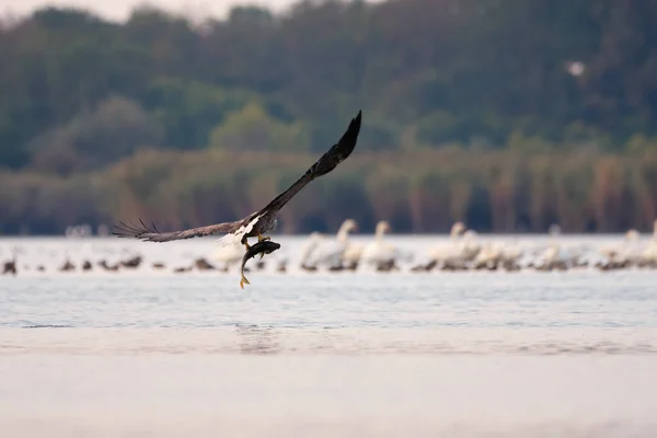 White Tailed Eagle Hunting Fish Lake — Stockfoto