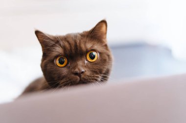 Sevimli İngiliz kısa kedisinin portre fotoğrafı.