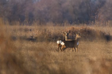 Çayırda Roe geyikleri