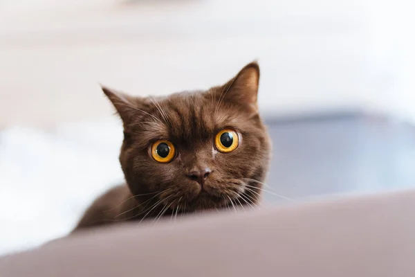Portrétní Fotografie Rozkošné Anglické Krátkosrsté Kočky — Stock fotografie