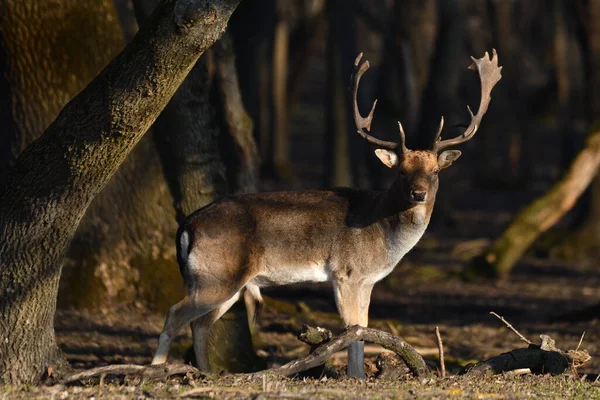 Ciervos Bosque — Foto de Stock