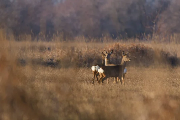 Rehe Auf Der Wiese — Stockfoto