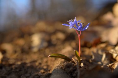 İki yapraklı ciyaklama - Scilla bifolia mavi kır çiçeği