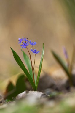 İki yapraklı ciyaklama - Scilla bifolia mavi kır çiçeği