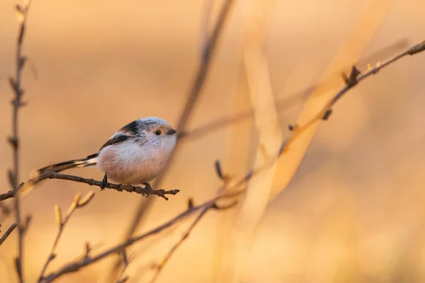 Long Tailed Tit Tree Branch — Stock Photo, Image