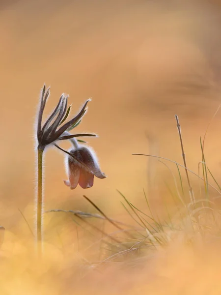 Pequena Flor Pasque Pulsatilla Pratensis Pulsatilla Nigricans — Fotografia de Stock