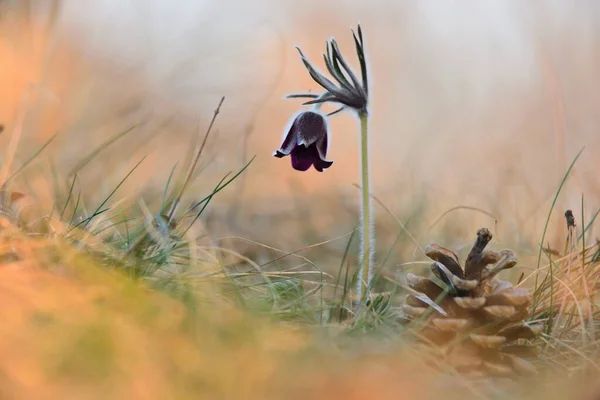 Pequena Flor Pasque Pulsatilla Pratensis Pulsatilla Nigricans — Fotografia de Stock