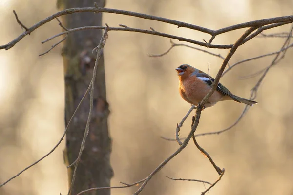 Fringuello Comune Fringilla Coelebs Bird — Foto Stock