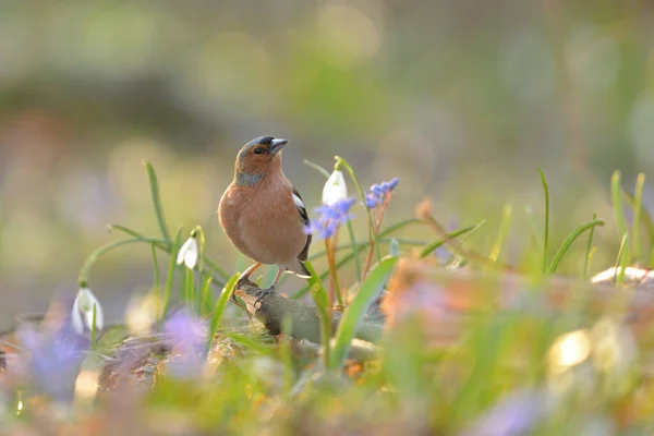 Κοινός Μπακαλιάρος Fringilla Coelebs Bird — Φωτογραφία Αρχείου