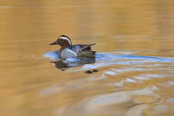 Canard Garganey Mâle Nageant Dans Lac — Photo