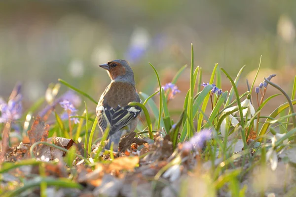 Pinzón Común Fringilla Coelebs Bird — Foto de Stock