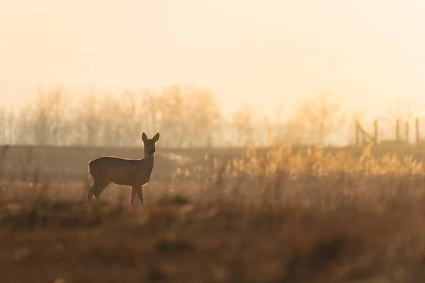 晨灯下的雌鹿 — 图库照片