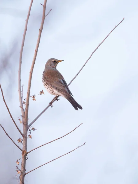 Oiseau Terrain Turdus Pilaris Sur Branche — Photo