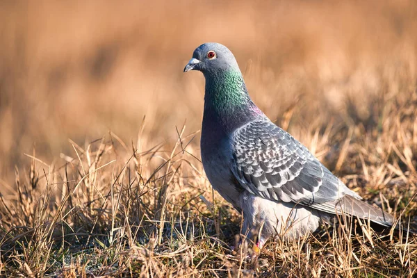 Messenger Pigeon Ground — Stock Photo, Image