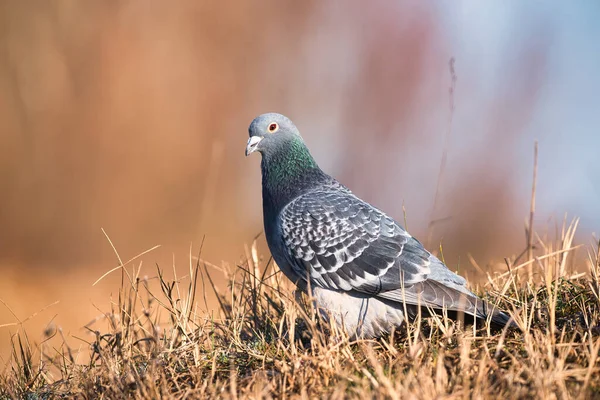 Brieftaube Auf Dem Boden — Stockfoto