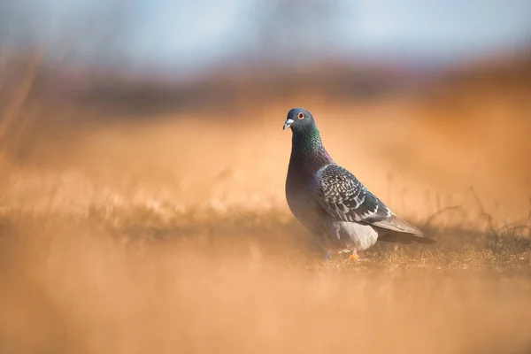 Messenger Pigeon Ground — Stock Photo, Image